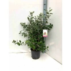 Acca Sellowiana (feijoa Ou Goyave Ananas) Rouge - Taille Pot De 7 Litres ? 100/120 Cm -VIDA Plantes Magasin 64038bcd825384.07396924