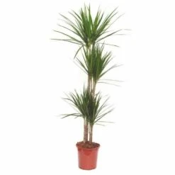Dracaena Marginata 'green' (dragonnier) Taille Pot De 50l - 150/175cm -VIDA Plantes Magasin 64038bd22aa623.33903205