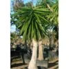 Yucca Elephantipes (yucca Pied D'éléphant) Blanc - Taille Pot De 20 Litres - 110/130 Cm -VIDA Plantes Magasin 64038bdc605098.11161640