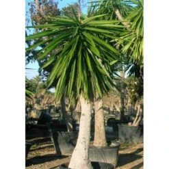 Yucca Elephantipes (yucca Pied D'éléphant) Blanc - Taille Pot De 20 Litres - 110/130 Cm