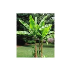 Musa Basjoo Sakhalin (bananier Rustique) Jaune - Taille Pot De 7 Litres ? 80/100 Cm -VIDA Plantes Magasin 64038bde074480.70385278
