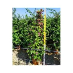 Bougainvillea Vera (bougainvillier Très Florifère) Taille Pot De 3.5l - 80/100cm -VIDA Plantes Magasin 64038c19062340.12754263