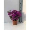 Bougainvillea Vera (bougainvillier Très Florifère) Taille Pot De 3.5l - 80/100cm 2 Bougainvillea Vera (bougainvillier Très Florifère) Taille Pot De 3.5l - 80/100cm -VIDA Plantes Magasin 64038c190ba0c8.83775597