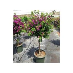 Bougainvillea Vera (bougainvillier Très Florifère) Taille Pot De 3.5l - 80/100cm -VIDA Plantes Magasin 64038c190f47a0.95204682