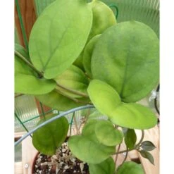 Hoya Lambii (fleur De Porcelaine, Fleur De Cire) Jaune - Taille Pot De 2 Litres - 20/40 Cm -VIDA Plantes Magasin 64038f628ef892.20541947