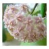 Hoya Erythrostemma Rose (fleur De Porcelaine, Fleur De Cire) Rose - Taille Pot De 2 Litres - 20/40 Cm -VIDA Plantes Magasin 64038f64cbec05.82239776