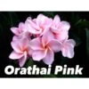 Plumeria Rubra "orathai Pink" (frangipanier) Rose - Taille Pot De 2 Litres ? 20/30 Cm 2 Plumeria Rubra "orathai Pink" (frangipanier) Rose - Taille Pot De 2 Litres ? 20/30 Cm -VIDA Plantes Magasin 64038f6715e2b2.46302034