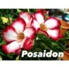Adenium Obesum Cv.posaidon Rouge - Taille Caudex D'environ 150g 1 Adenium Obesum Cv.posaidon Rouge - Taille Caudex D'environ 150g -VIDA Plantes Magasin 640391b21d4191.36659223