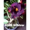 Adenium Obesum Cv.black Wildow Noir - Taille Caudex D'environ 2000g 25/30cm Très Gros Caudex 1 Adenium Obesum Cv.black Wildow Noir - Taille Caudex D'environ 2000g 25/30cm Très Gros Caudex -VIDA Plantes Magasin 640391b54999a3.33719377