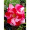 Adenium Obesum Cv.good Morning Rouge - Taille Caudex D'environ 150g -VIDA Plantes Magasin 640391ba36fc80.99175969