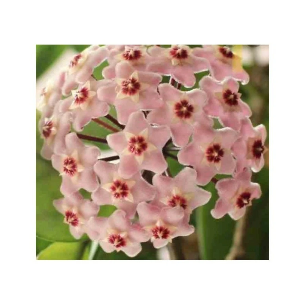 Hoya Carnosa (fleurs Rose) (fleur De Porcelaine, Fleur De Cire) - Taille Pot De 2 Litres - 20/40 Cm 3 Hoya Carnosa (fleurs Rose) (fleur De Porcelaine, Fleur De Cire) - Taille Pot De 2 Litres - 20/40 Cm