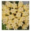 Hoya Cominsii (fleur De Porcelaine, Fleur De Cire) Jaune - Taille Pot De 2 Litres - 20/40 Cm -VIDA Plantes Magasin 640391bdc2f116.85396099