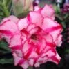Adenium Obesum Cv Soisawan Rose - Taille Caudex D'environ 2000g 25/30cm Très Gros Caudex -VIDA Plantes Magasin 640391c04bfa78.08884535