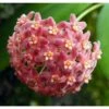 Hoya Camphorifolia (fleur De Porcelaine, Fleur De Cire) Rose - Taille Pot De 2 Litres - 20/40 Cm -VIDA Plantes Magasin 640391c5e16935.93437494