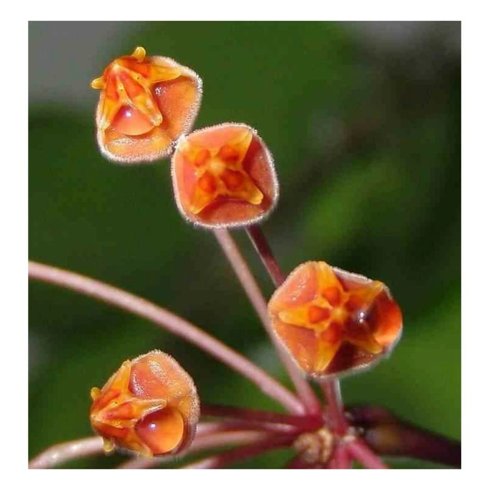 Hoya Loheri (fleur De Porcelaine, Fleur De Cire) Rouge - Taille Pot De 2 Litres - 20/40 Cm 3 Hoya Loheri (fleur De Porcelaine, Fleur De Cire) Rouge - Taille Pot De 2 Litres - 20/40 Cm