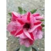 Adenium Obesum Cv.muang Pp Rose - Taille Caudex D'environ 150g 2 Adenium Obesum Cv.muang Pp Rose - Taille Caudex D'environ 150g -VIDA Plantes Magasin 640391cc1076b3.97018542