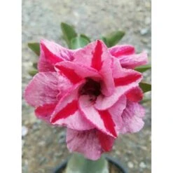 Adenium Obesum Cv.muang Pp Rose - Taille Caudex D'environ 150g