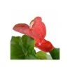 Anthurium Andreanum Rouge Dakota (anthure Flamant Rose, Langue De Feu) Taille Pot De 2 Litres - 50/70 Cm -VIDA Plantes Magasin 640391ce61a262.27715622