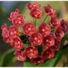 Hoya Siariae (fleur De Porcelaine, Fleur De Cire) Rouge - Taille Pot De 2 Litres - 20/40 Cm -VIDA Plantes Magasin 640391cf926549.23531271