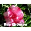 Adenium Obesum Cv.buachompu Rose - Taille Caudex D'environ 2000g 25/30cm Très Gros Caudex -VIDA Plantes Magasin 640391d0e747c9.99269380