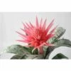 Aechmea Fasciata Taille Pot De 2 Litres - 50/70 Cm -VIDA Plantes Magasin 640391d33ae803.51805627