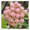 Hoya Cv. Joy (fleur De Porcelaine, Fleur De Cire) Rose - Taille Pot De 2 Litres - 20/40 Cm -VIDA Plantes Magasin 640391d7472423.23402849
