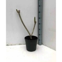 Plumeria Rubra Rose (frangipanier) Taille Pot De 3 Litres ? 40/60 Cm - Rose -VIDA Plantes Magasin 640391d895a591.41393124