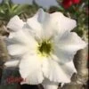Adenium Obesum Cv. Unicorn Blanc - Taille Caudex D'environ 150g -VIDA Plantes Magasin 640391d9d93d06.62264052