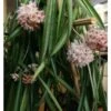 Hoya Shepherdii (fleur De Porcelaine, Fleur De Cire) Taille Pot De 2 Litres - 20/40 Cm - Blanc Et Rose -VIDA Plantes Magasin 640391daf1bc66.87530600