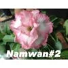 Adenium Obesum Cv Namwan Blanc Et Rose - Taille Caudex D'environ 300g 20/25cm -VIDA Plantes Magasin 640391dc342775.83136954