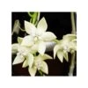 Hoya Imperialis White (fleur De Porcelaine, Fleur De Cire) Blanc - Taille Pot De 2 Litres - 20/40 Cm -VIDA Plantes Magasin 640391dd540a70.14281453