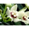 Hoya Australis (fleur De Porcelaine, Fleur De Cire) Taille Pot De 2 Litres - 20/40 Cm - Blanc Et Rose -VIDA Plantes Magasin 640391e2021f70.52470767
