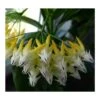 Hoya Multiflora (fleur De Porcelaine, Fleur De Cire) Taille Pot De 2 Litres - 20/40 Cm - Blanc/jaune/rose 1 Hoya Multiflora (fleur De Porcelaine, Fleur De Cire) Taille Pot De 2 Litres - 20/40 Cm - Blanc/jaune/rose -VIDA Plantes Magasin 640391e34ceb33.10069575
