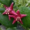 Hoya Coronaria (énorme Fleur Rose) (fleur De Porcelaine, Fleur De Cire) - Taille Pot De 2 Litres - 20/40 Cm -VIDA Plantes Magasin 640391e87de4d6.74387378