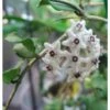Hoya Kanyakumariana (fleur De Porcelaine, Fleur De Cire) Taille Pot De 2 Litres - 20/40 Cm - Blanche -VIDA Plantes Magasin 640391eaeac0b6.86832370