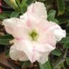 Adenium Obesum Cv. White Rabbit Blanc Et Rose - Taille Caudex D'environ 2000g 25/30cm Très Gros Caudex -VIDA Plantes Magasin 640391ec2fa6d0.97502926