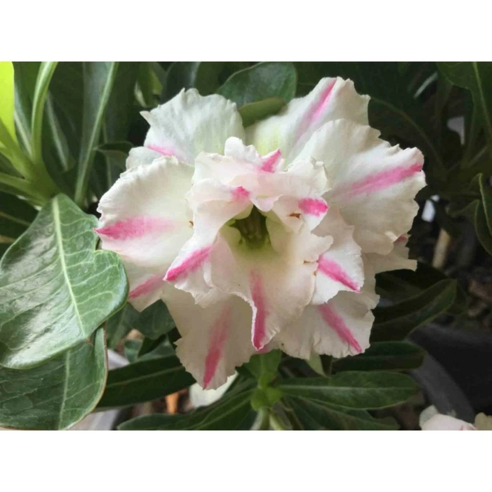 Adenium Obesum Cv. White Rabbit Blanc Et Rose - Taille Caudex D'environ 2000g 25/30cm Très Gros Caudex 4 Adenium Obesum Cv. White Rabbit Blanc Et Rose - Taille Caudex D'environ 2000g 25/30cm Très Gros Caudex – Image 2