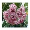 Hoya Archboldiana Rose (fleur De Porcelaine, Fleur De Cire) Rose - Taille Pot De 2 Litres - 20/40 Cm -VIDA Plantes Magasin 640391ef1f57a2.15365888