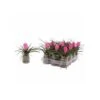 Tillandsia Cyanea (tillandsia Raquette) Taille Pot De 0.7 Litre -VIDA Plantes Magasin 640391f0351309.90794016