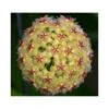 Hoya Mindorensis (fleur Jaune) (fleur De Porcelaine, Fleur De Cire) Jaune - Taille Pot De 2 Litres - 20/40 Cm -VIDA Plantes Magasin 640391f17a4f18.34729918