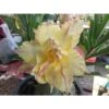 Adenium Obesum Cv.daowthong Jaune Rose - Taille Caudex D'environ 150g -VIDA Plantes Magasin 640391f2b068a9.08998437