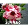 Adenium Obesum Cv.sun Hallo Jaune Et Rouge - Taille Caudex D'environ 300g 20/25cm -VIDA Plantes Magasin 640391f3d8bb89.15884819