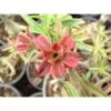 Adenium Obesum Cv.baby Rose Rose - Taille Caudex D'environ 300g 20/25cm -VIDA Plantes Magasin 640391f523a5f7.13445950