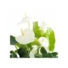 Anthurium Andreanum Blanc Samora (anthure Flamant Rose, Langue De Feu) Taille Pot De 2 Litres - 50/70 Cm -VIDA Plantes Magasin 640391f66bccb4.00366825