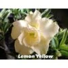 Adenium Obesum Cv.lemon Yellow Blanc - Taille Caudex D'environ 2000g 25/30cm Très Gros Caudex -VIDA Plantes Magasin 640391f79e4640.10944955