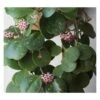 Hoya Obovata (fleur De Porcelaine, Fleur De Cire) Taille Pot De 2 Litres - 20/40 Cm - Blanc Et Rose 1 Hoya Obovata (fleur De Porcelaine, Fleur De Cire) Taille Pot De 2 Litres - 20/40 Cm - Blanc Et Rose -VIDA Plantes Magasin 640391fda92f43.54039385