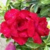 Adenium Obesum Cv. Vietnam Red Rouge - Taille Caudex D'environ 150g 2 Adenium Obesum Cv. Vietnam Red Rouge - Taille Caudex D'environ 150g -VIDA Plantes Magasin 640391fee5a9c1.53206887