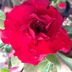 Adenium Obesum Cv. Vietnam Red Rouge - Taille Caudex D'environ 150g -VIDA Plantes Magasin 640391fee9f673.79062326