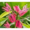 Pavonia Multiflora (candélabre Brésilien) Taille Pot De 2 Litres - 20/60 Cm - Rouge -VIDA Plantes Magasin 64039200267432.39601332
