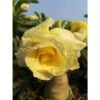 Adenium Obesum Cv.bananas Jaune - Taille Caudex D'environ 300g 20/25cm 1 Adenium Obesum Cv.bananas Jaune - Taille Caudex D'environ 300g 20/25cm -VIDA Plantes Magasin 640392014f73f2.14178105